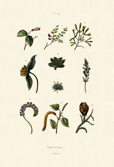 花序、1833-39 作： French School